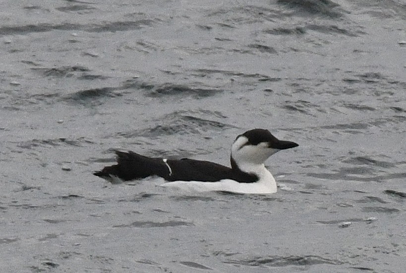 Common Murre - ML517507121