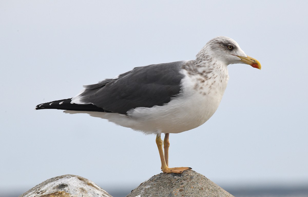 Lesser Black-backed Gull - Frederick Atwood