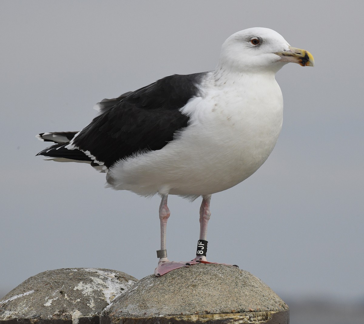 Great Black-backed Gull - Frederick Atwood