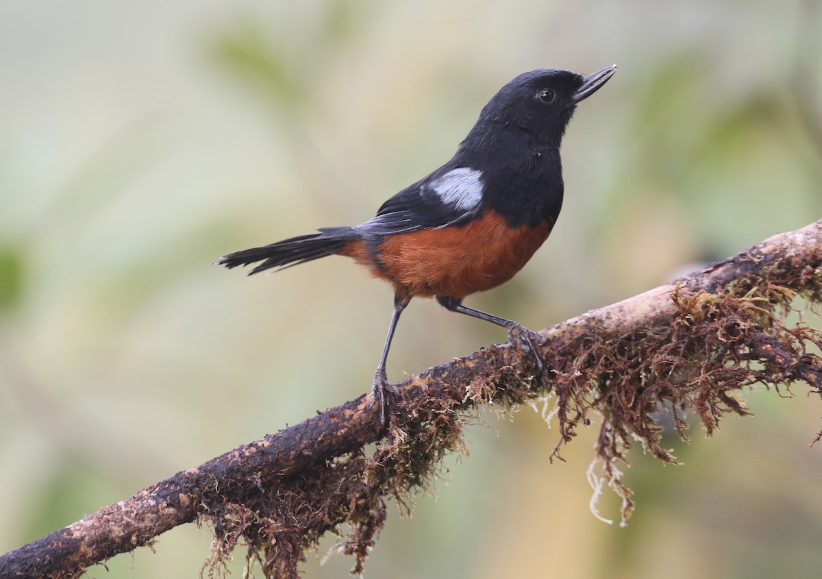 Chestnut-bellied Flowerpiercer - ML517507921