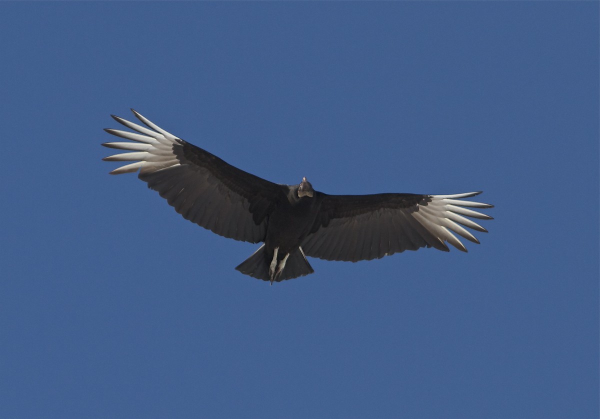 Black Vulture - ML51750941