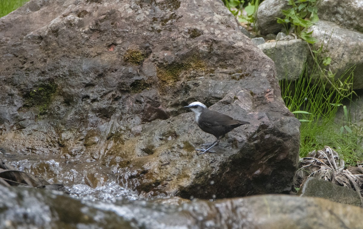 White-capped Dipper - ML517510391