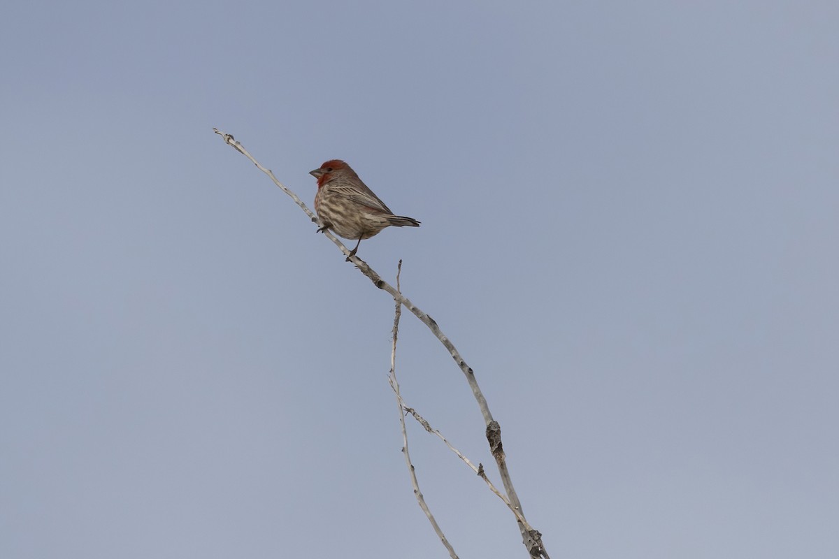 House Finch - ML517510651
