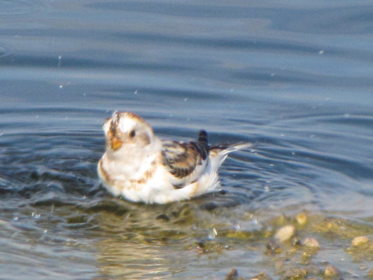 Snow Bunting - ML51751081