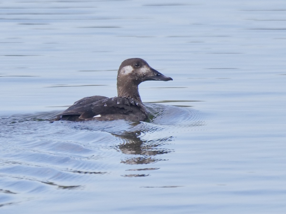 White-winged Scoter - ML517510851