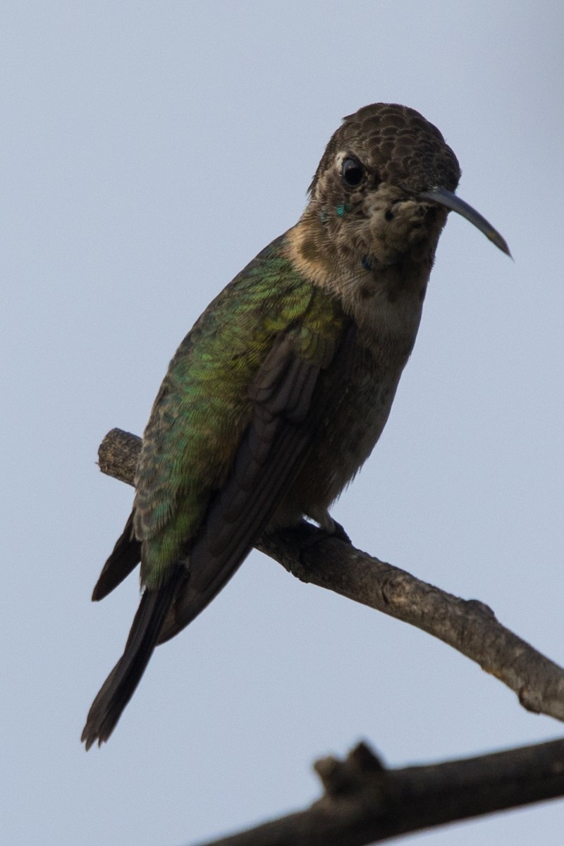 Colibrí de Myrtis - ML517511911