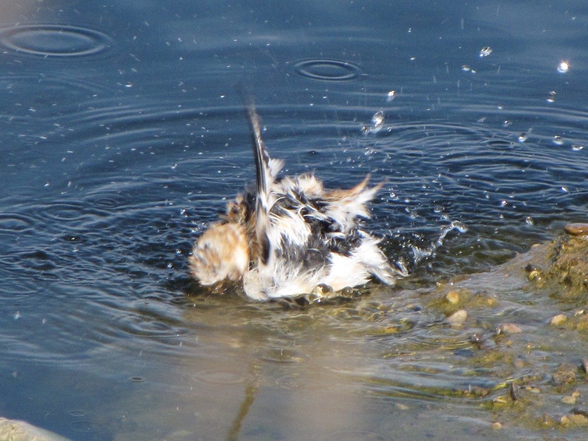 Snow Bunting - ML51751201