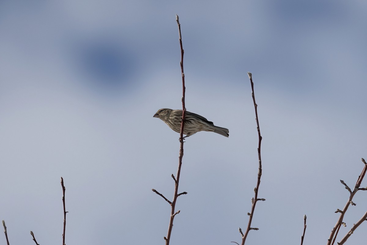 House Finch - ML517512571
