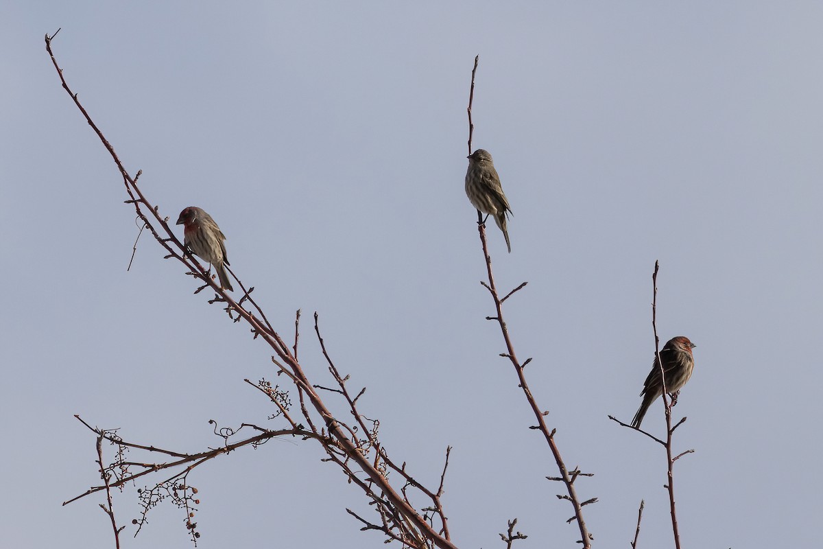House Finch - ML517512581