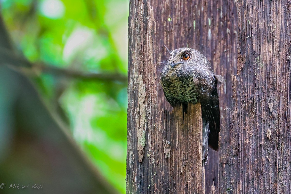 Wallace's Owlet-nightjar - ML517512691