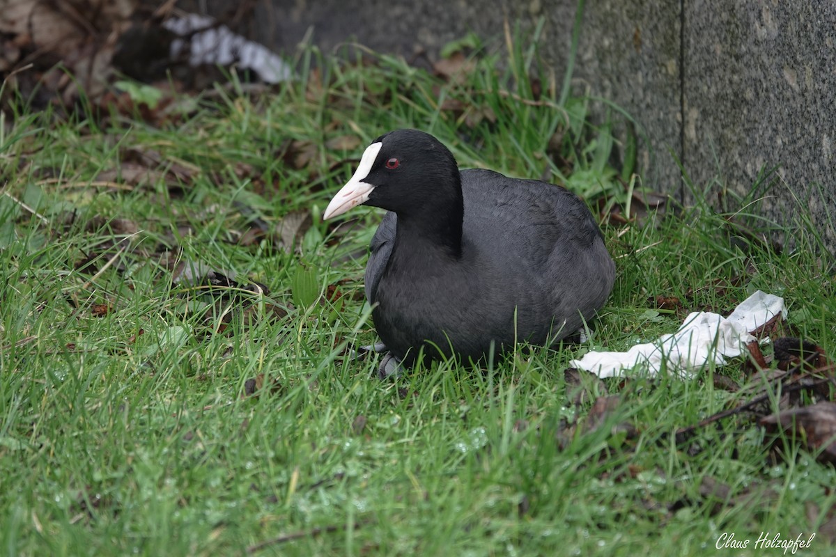 Eurasian Coot - ML517512861