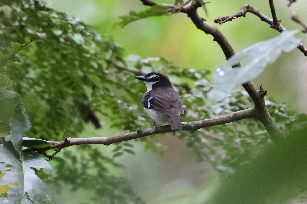 Black-sided Robin - ML517512961