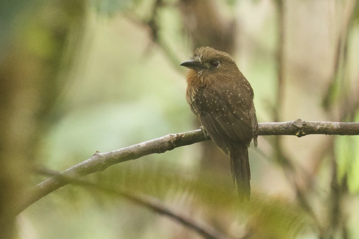 eBird Checklist - 27 Nov 2022 - RNA Proaves Las Tangaras--Bebederos ...
