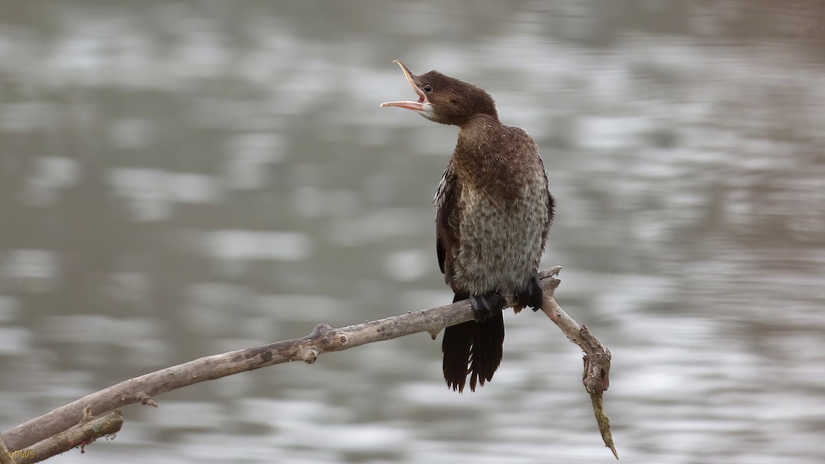 Pygmy Cormorant - ML517514131