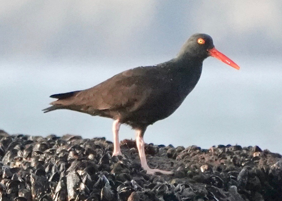 Black Oystercatcher - ML517515071