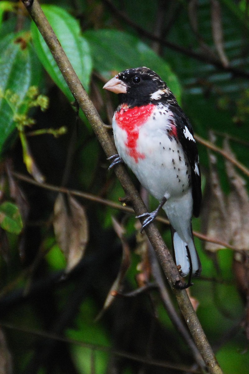 Rose-breasted Grosbeak - Heather Pickard