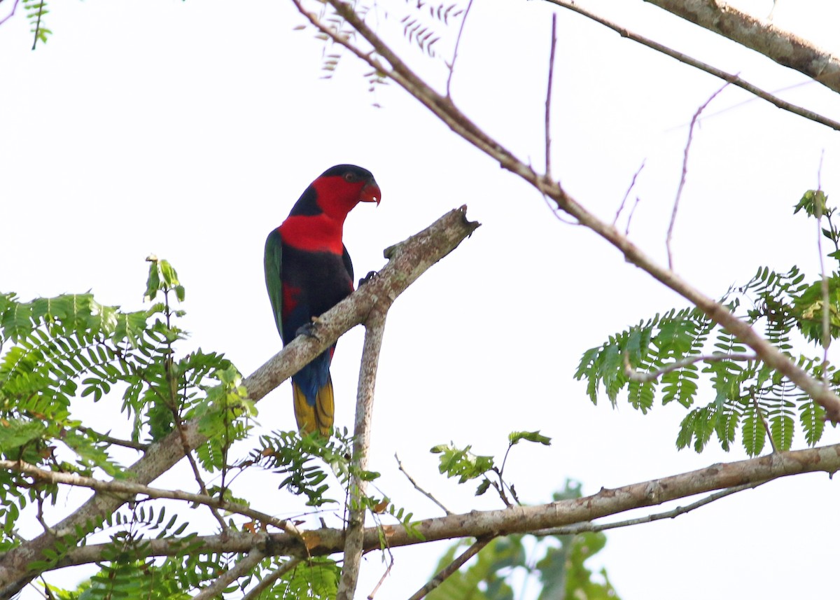 Black-capped Lory - Brendan Ryan