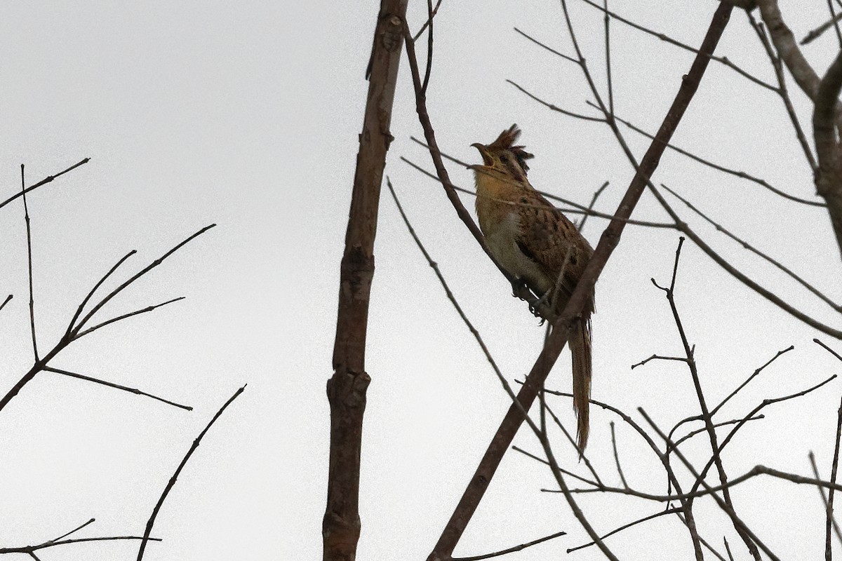 Striped Cuckoo - ML517518611