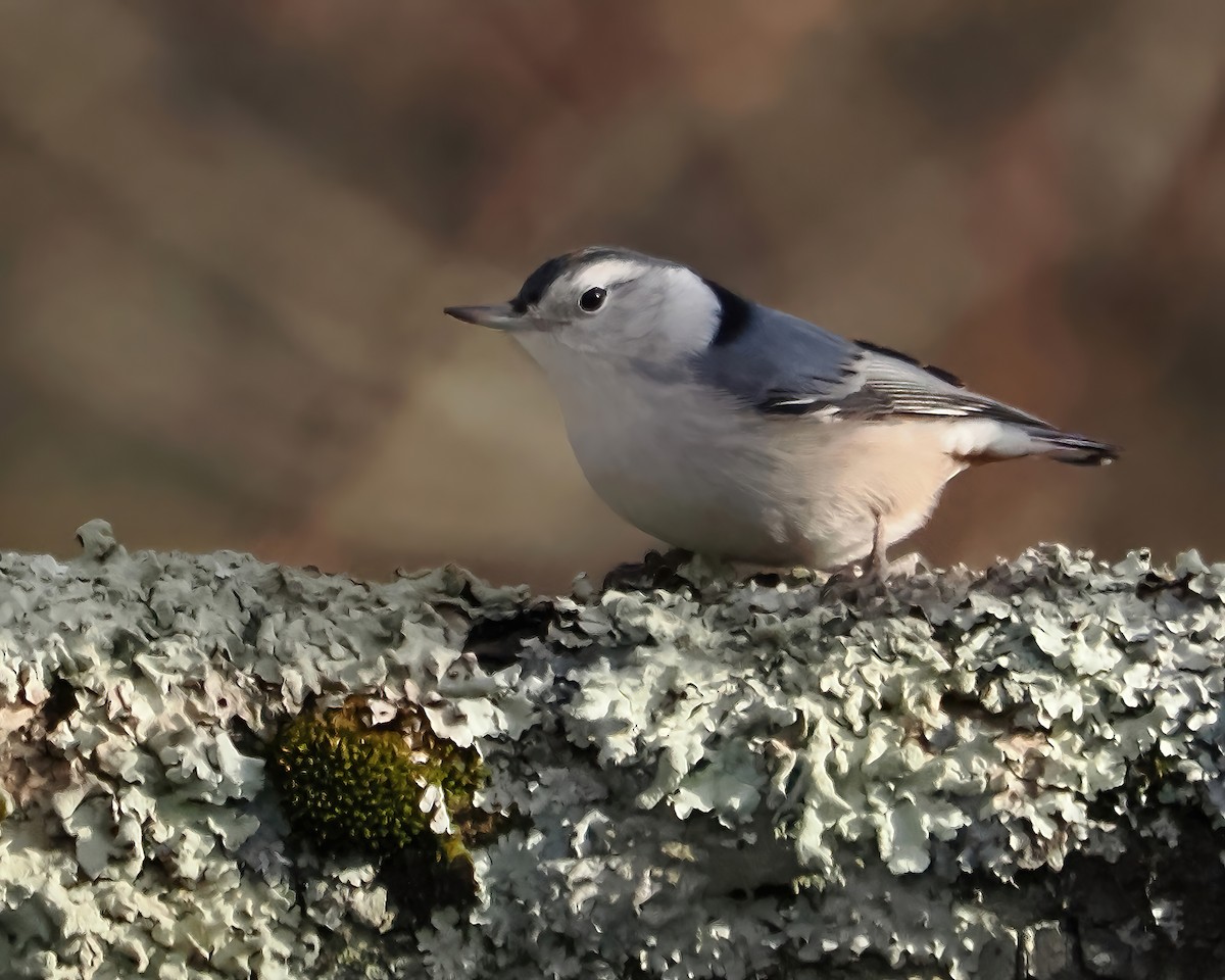 Sittelle à poitrine blanche - ML517519851