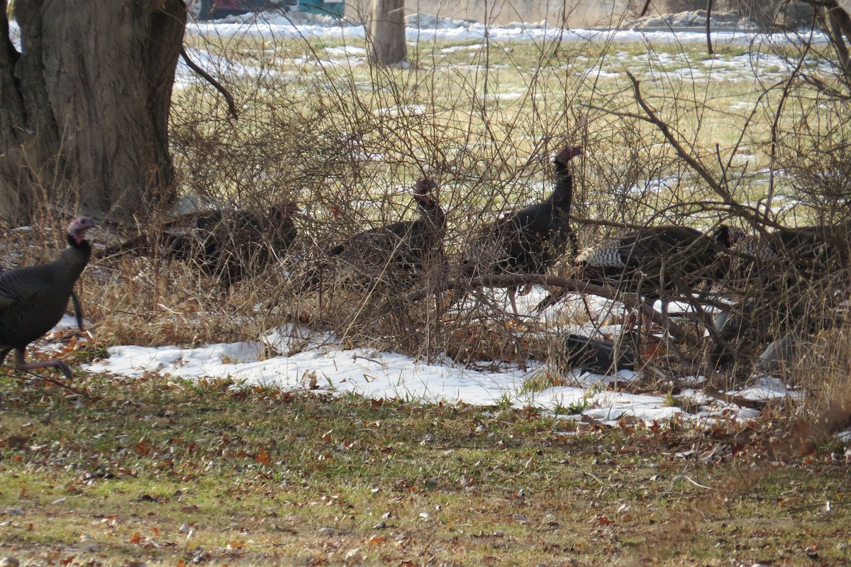 Wild Turkey - ML517521241