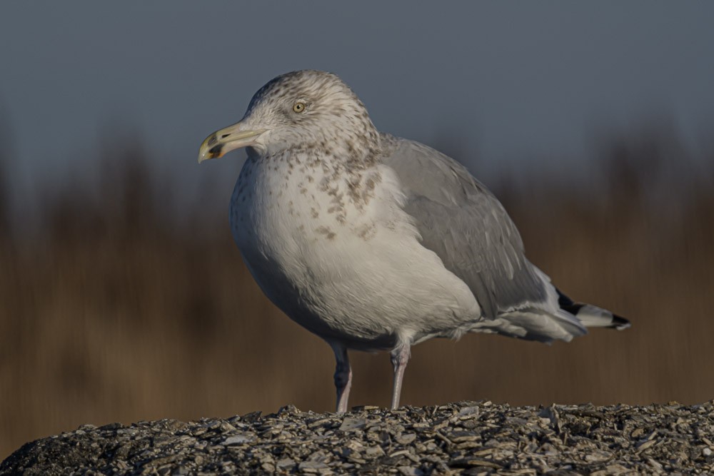 Herring Gull - ML517521631