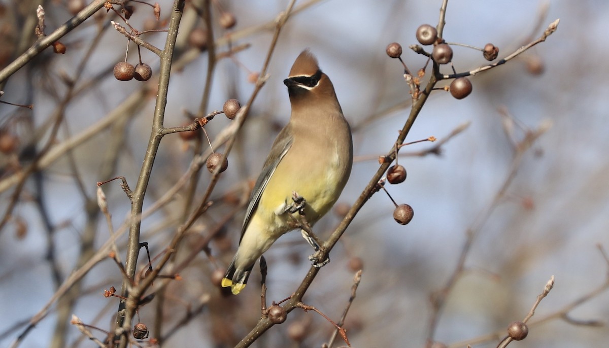 Cedar Waxwing - vijay t