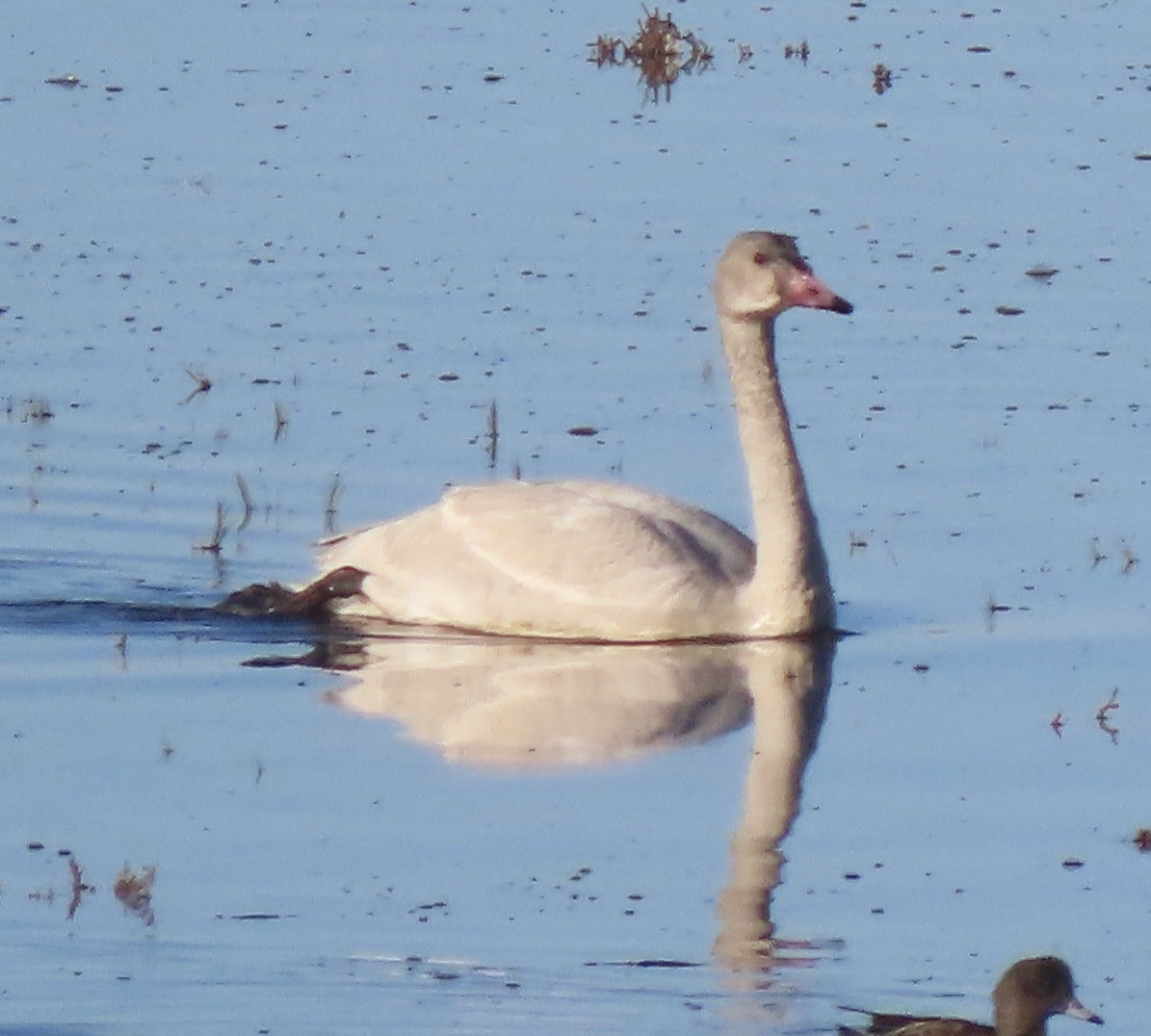 Tundra Swan - Cathy Bonnett