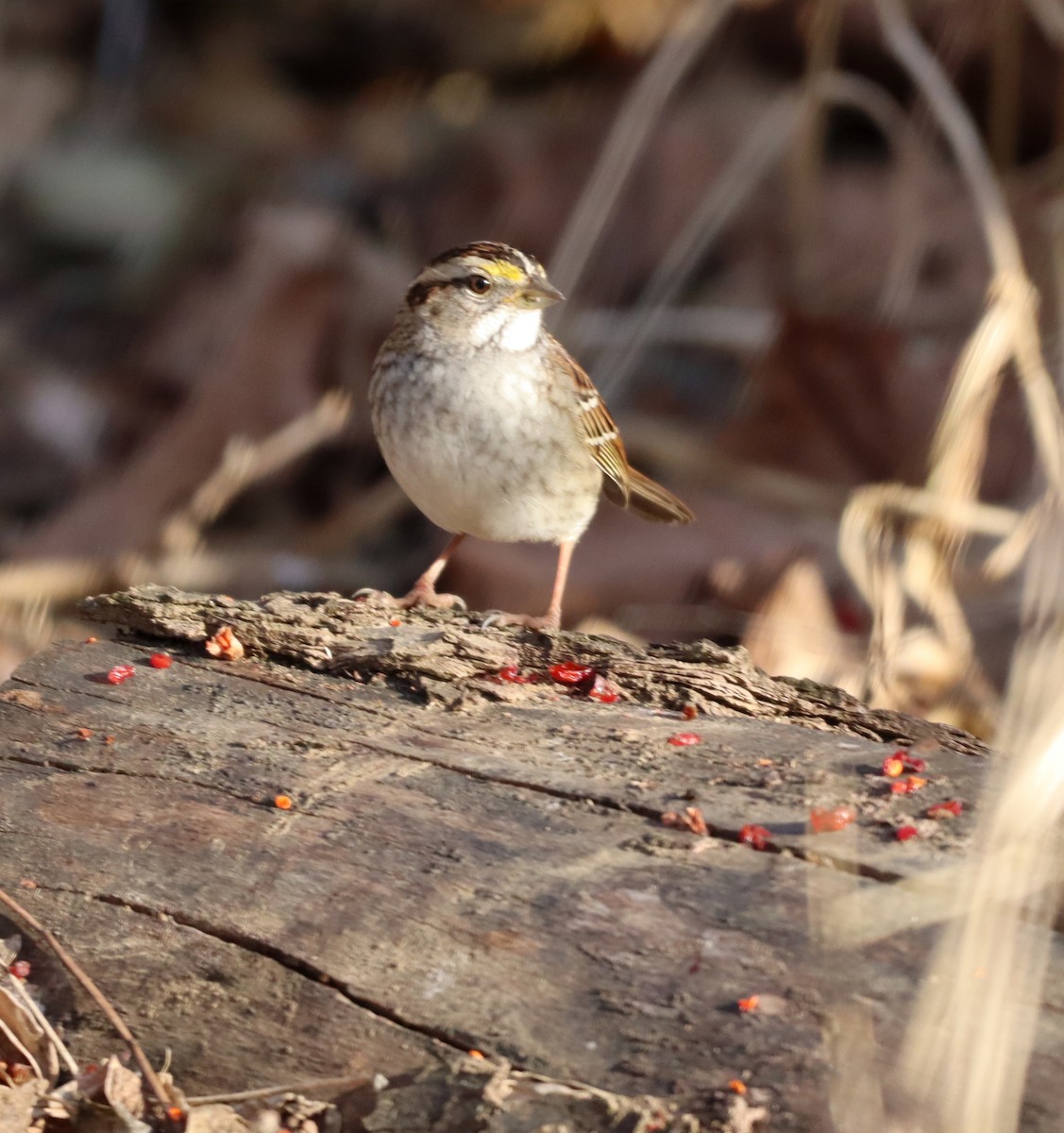 White-throated Sparrow - ML517523451