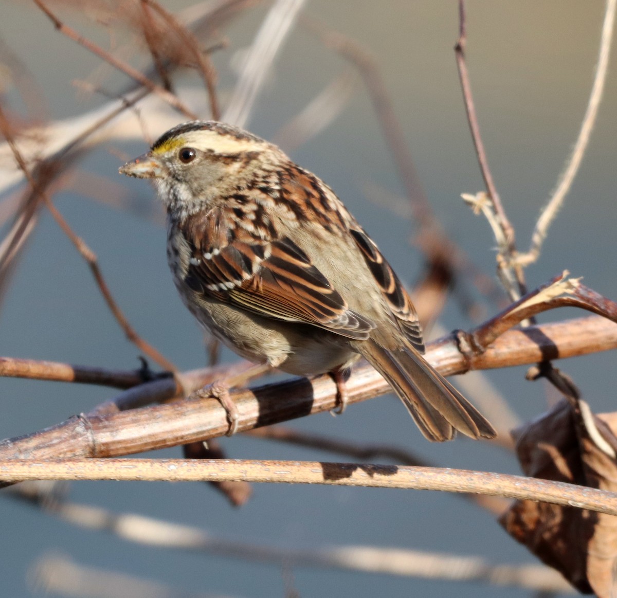 White-throated Sparrow - ML517523461