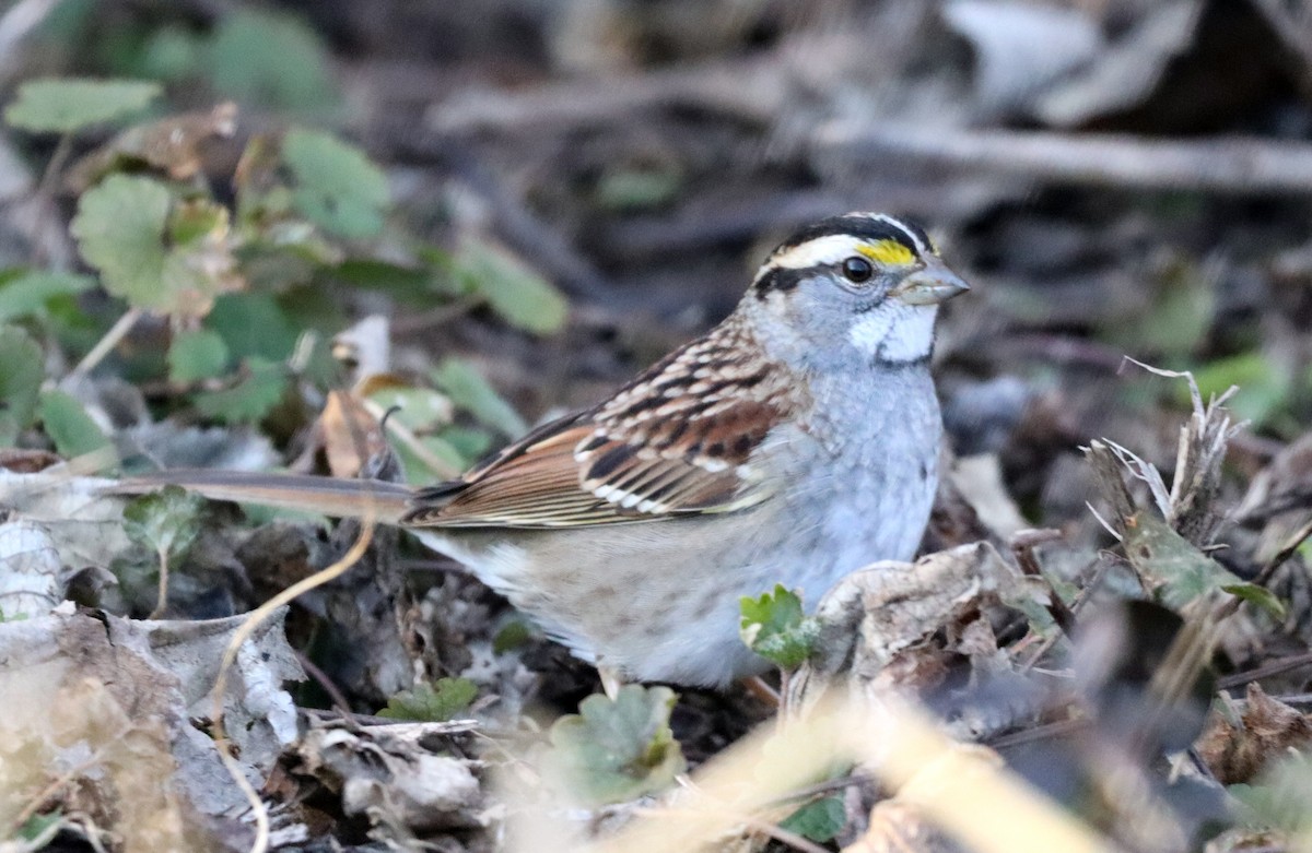 White-throated Sparrow - ML517523481