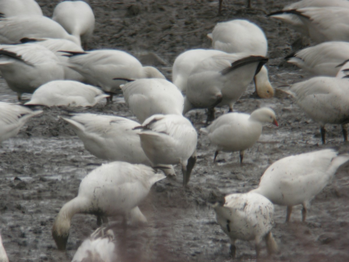 Ross's Goose - ML517524051