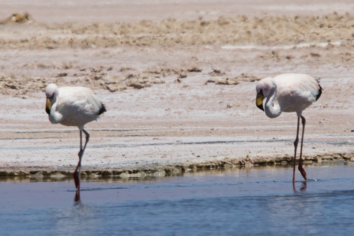 James's Flamingo - ML517524091