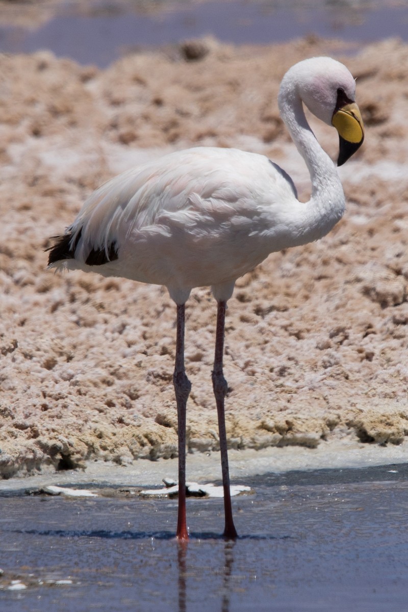 James's Flamingo - ML517524101