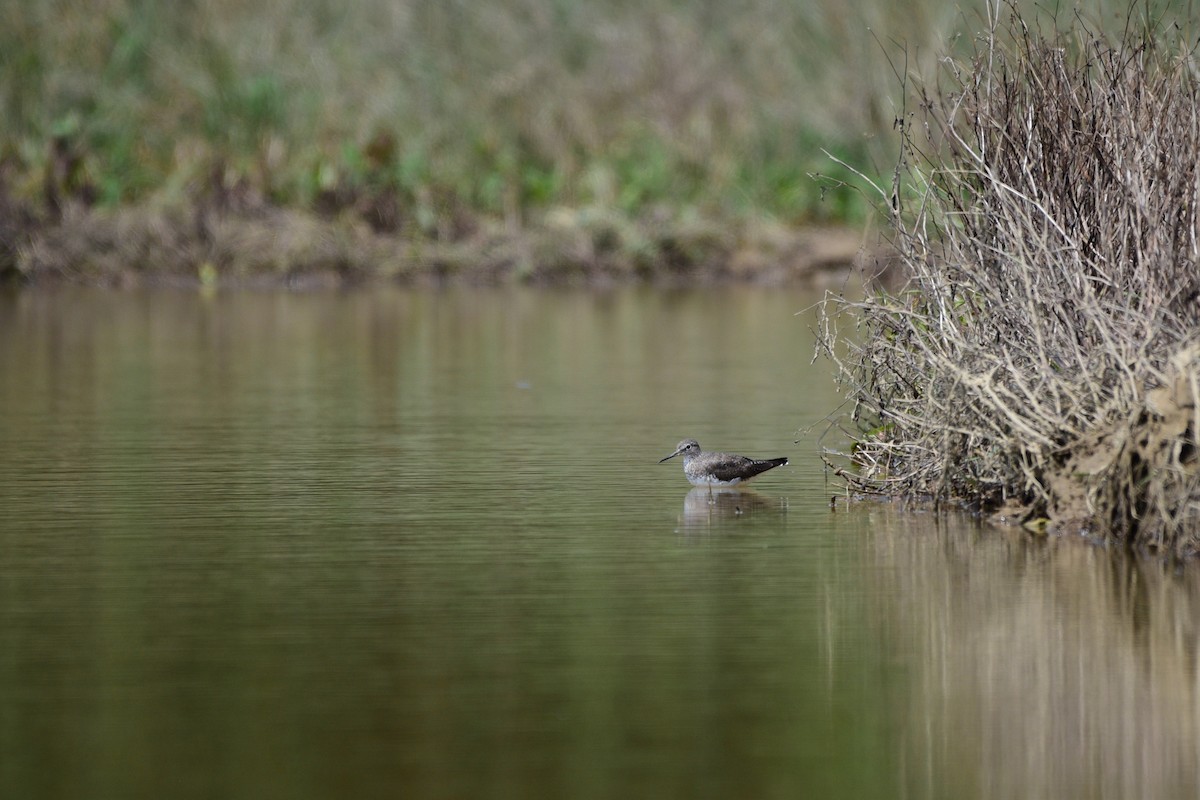 Wood Sandpiper - Tatsutomo Chin