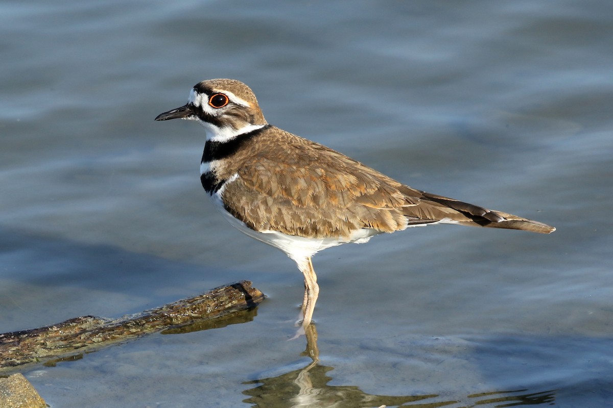 Killdeer - Steve Rottenborn