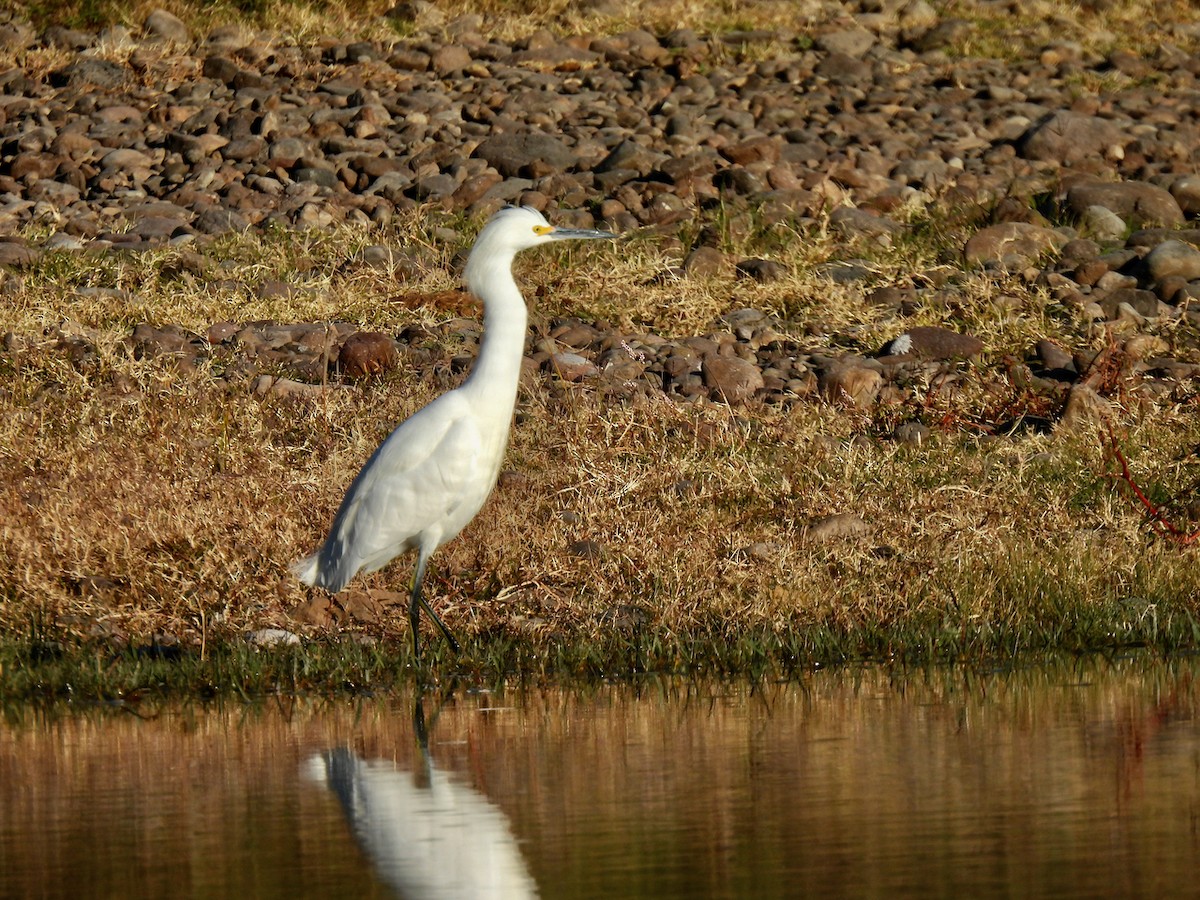 Snowy Egret - ML517526011