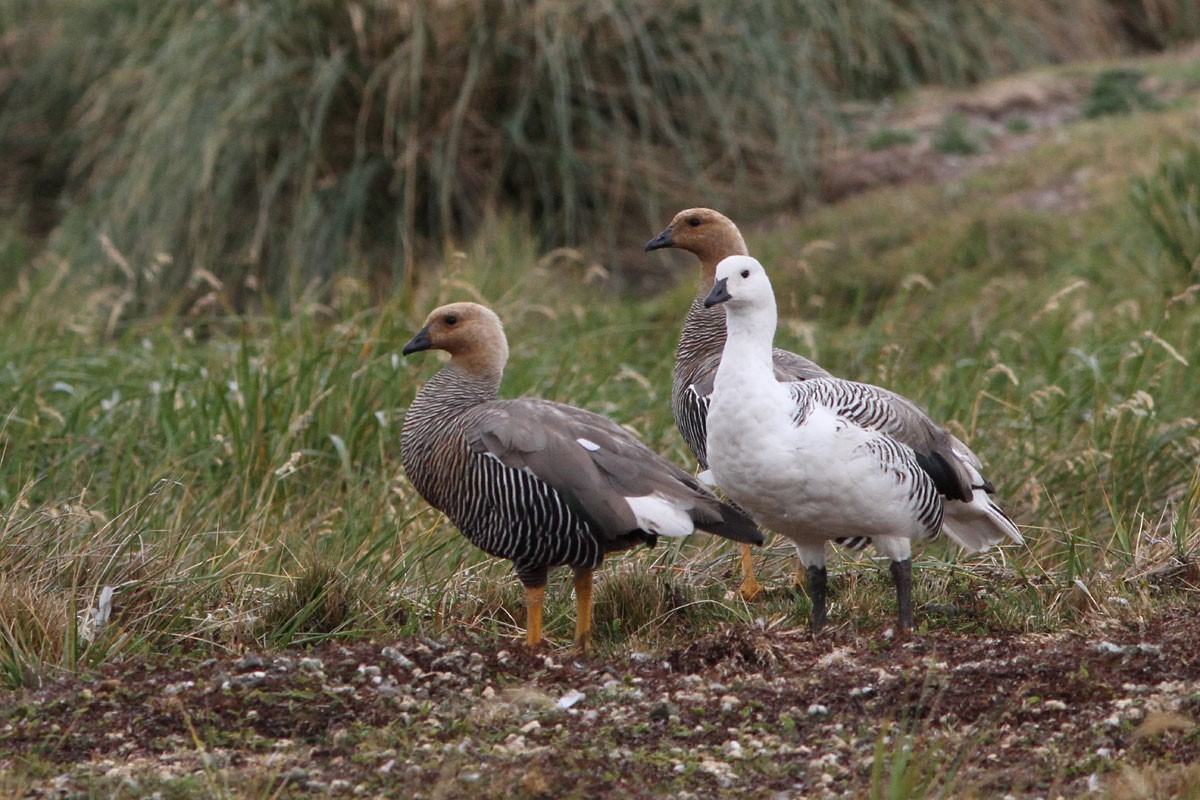 Upland Goose - Noah Strycker