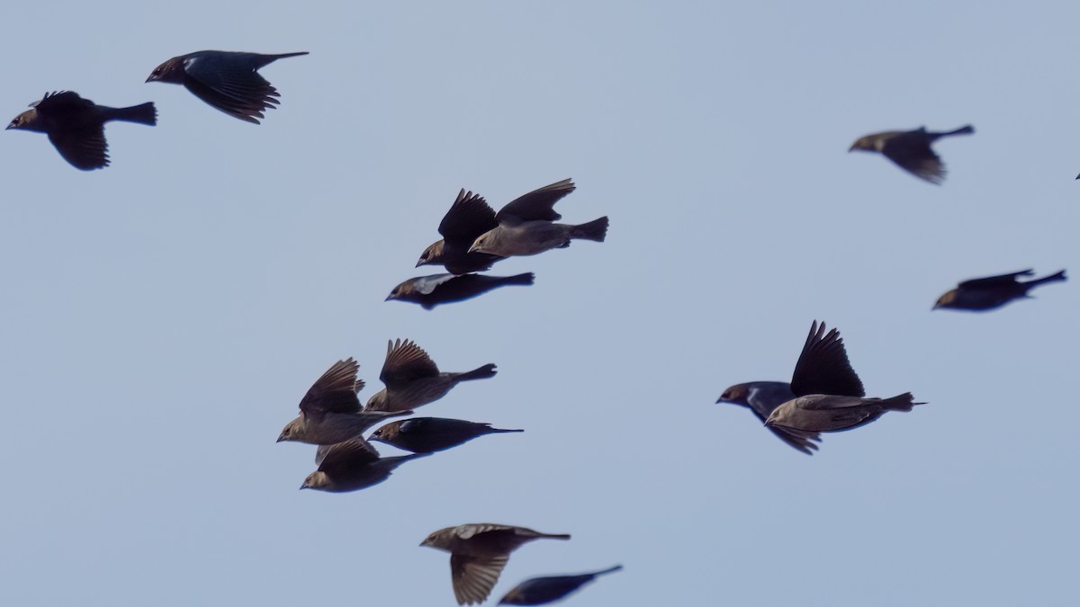 Brown-headed Cowbird - ML517526571