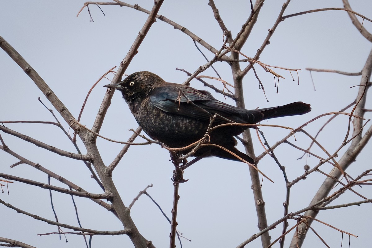 Rusty Blackbird - ML517527301