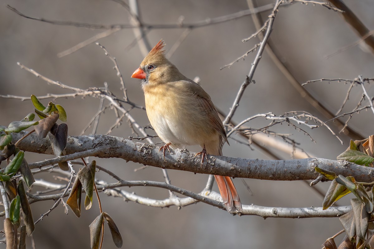 Northern Cardinal - ML517527451