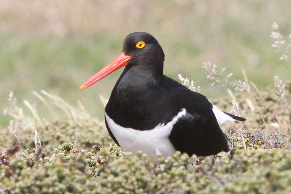 Magellanic Oystercatcher - Noah Strycker