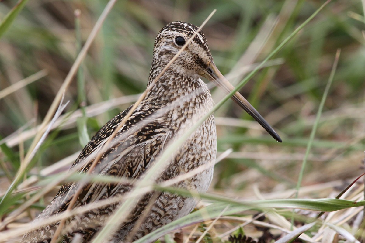 Magellanic Snipe - Noah Strycker