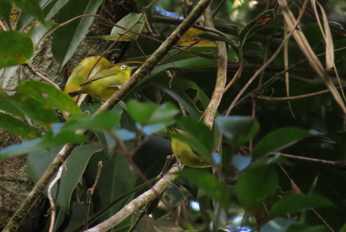 Meratus White-eye - ML517527951