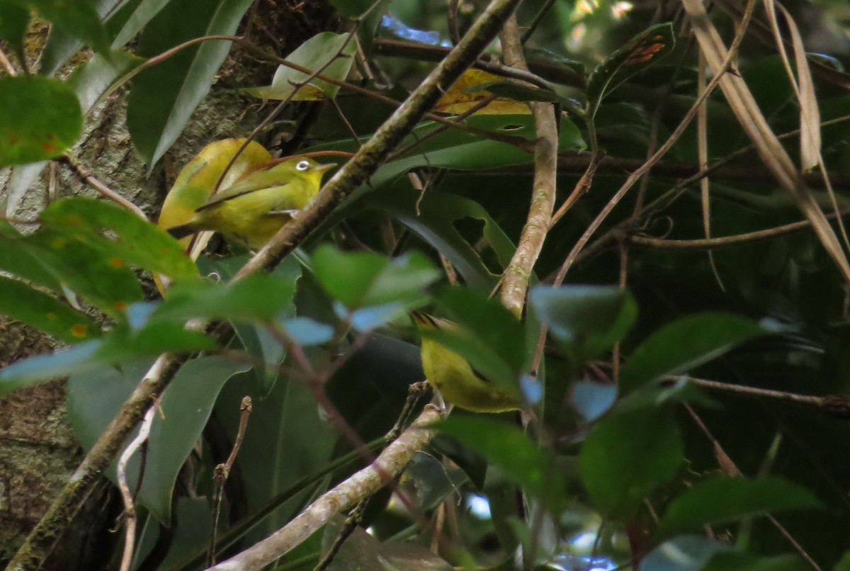 Meratus White-eye - Simon Mitchell