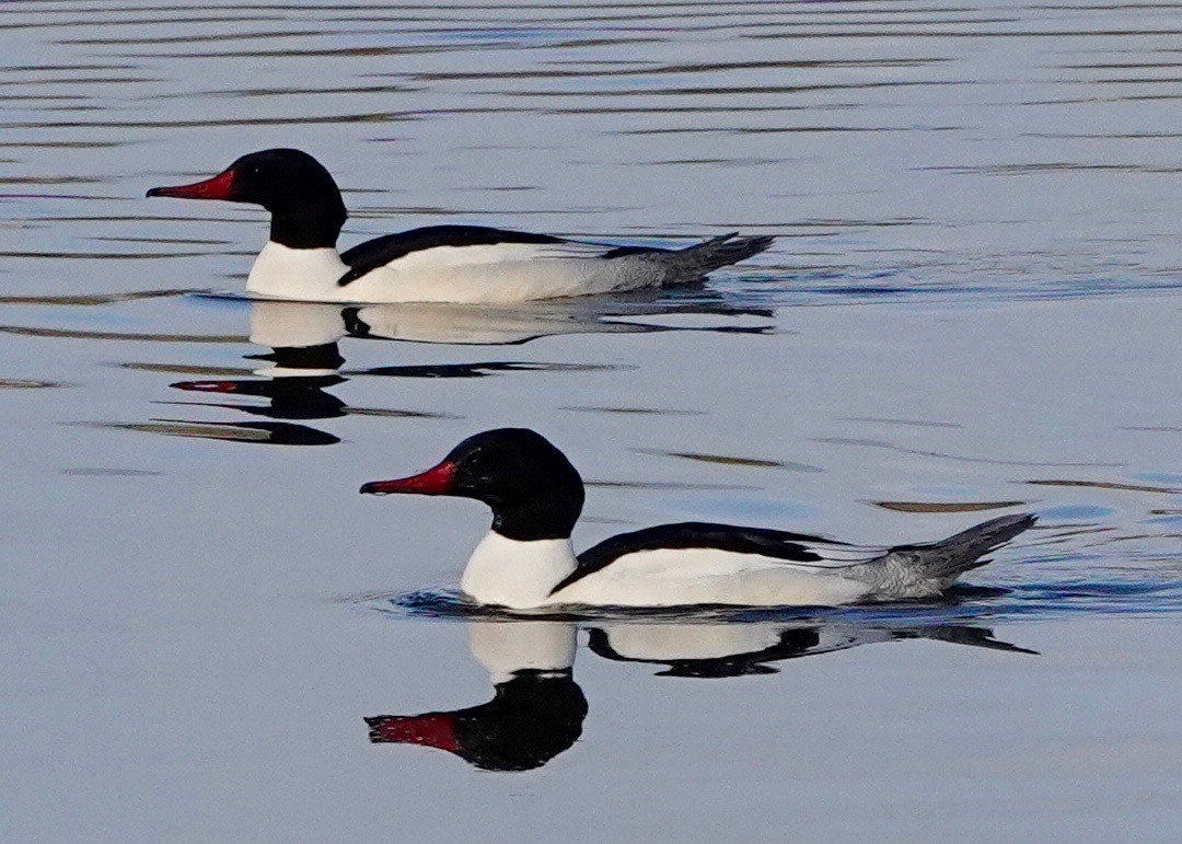 Common Merganser - ML517528581