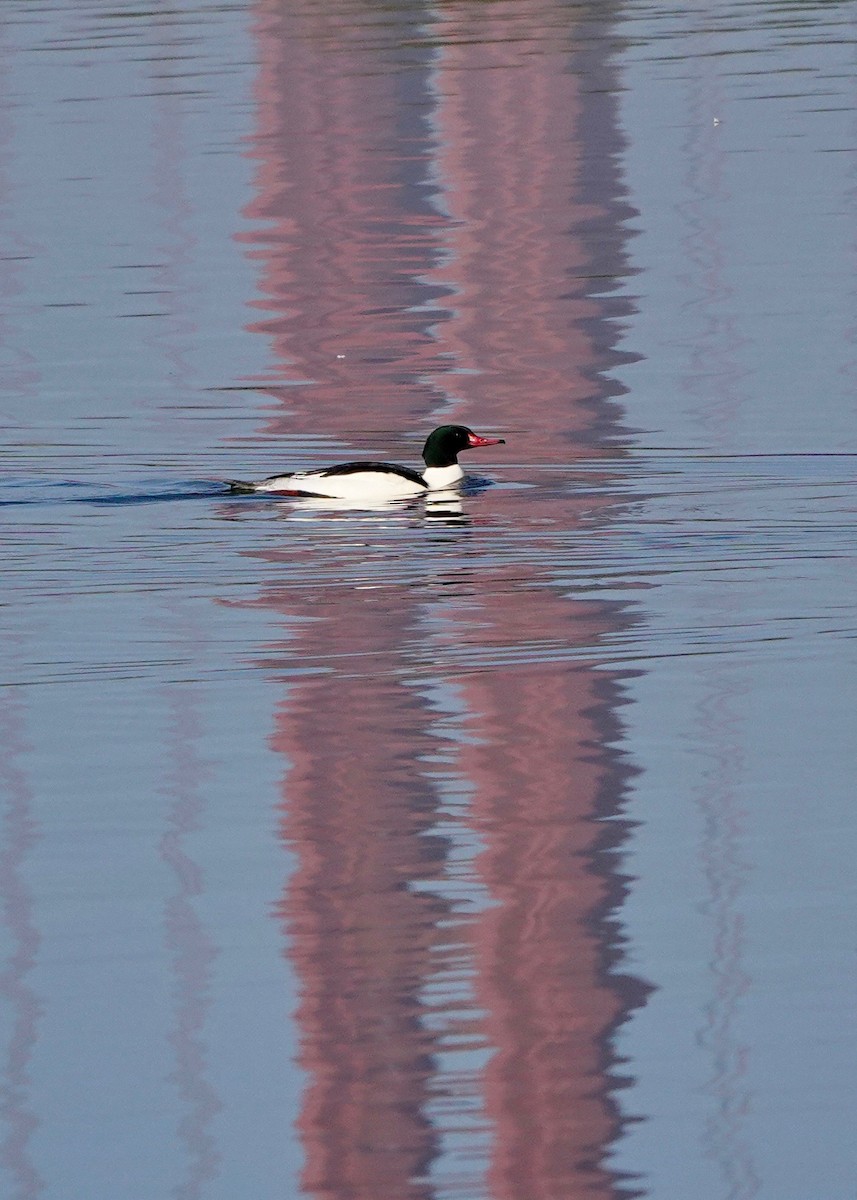 Common Merganser - ML517528591