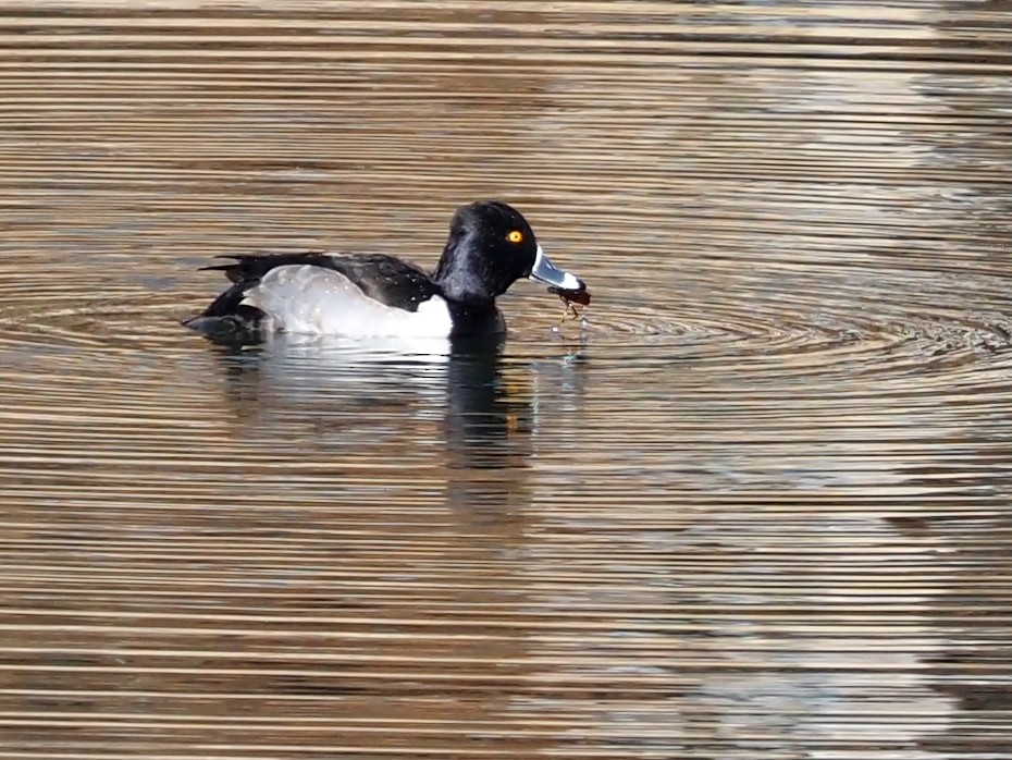 Ring-necked Duck - ML517528711