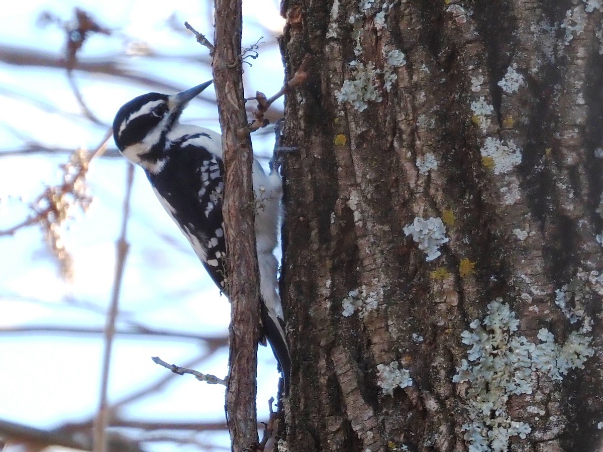 Hairy Woodpecker - ML517528761