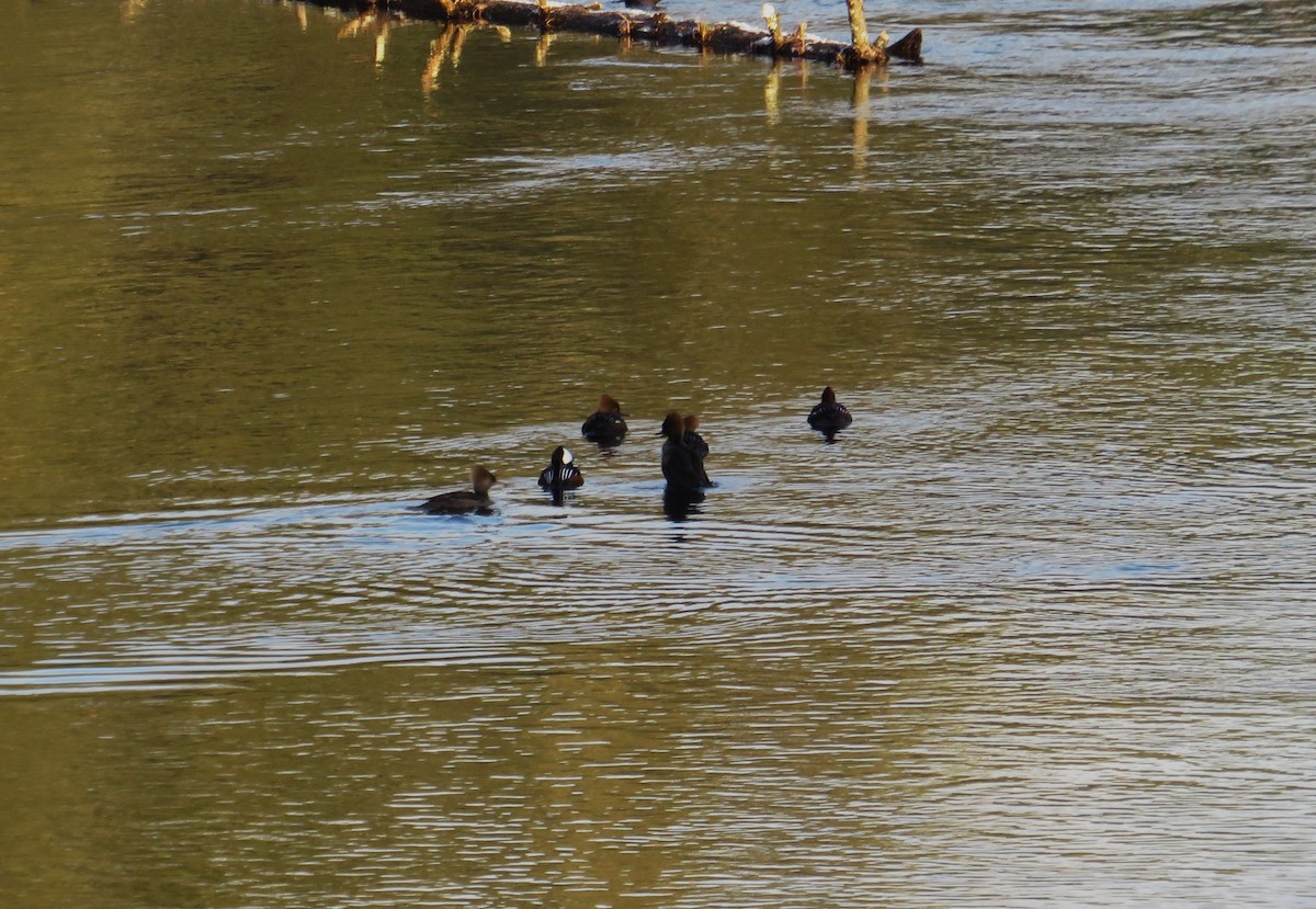 Hooded Merganser - ML517528981