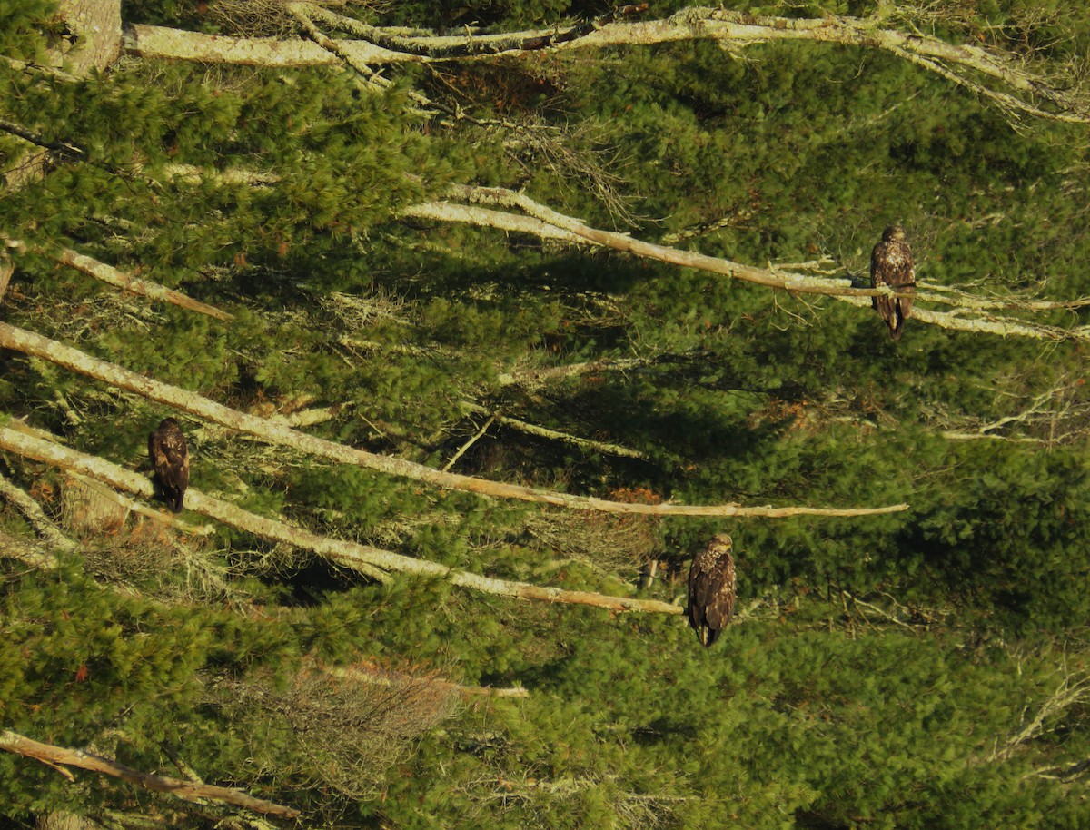 Bald Eagle - ML517529191